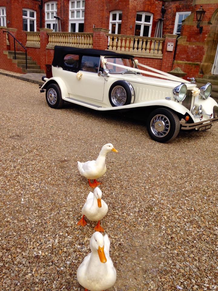 Select Limos Ivory Beauford Beau our classic 1930 style at Healing Manor